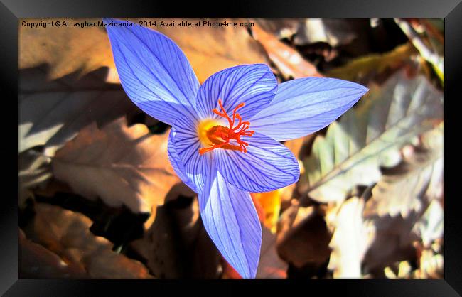 Wild saffron 2, Framed Print by Ali asghar Mazinanian