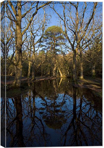 Ober Water Reflections  Canvas Print by Colin Tracy