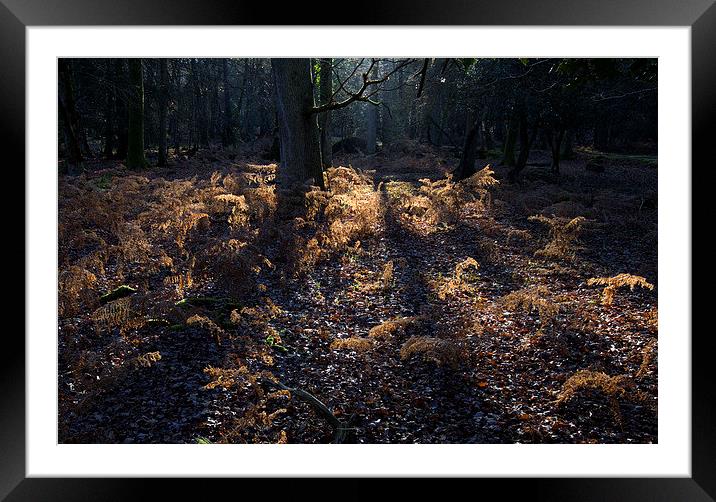  New Forest Autumn Framed Mounted Print by Colin Tracy