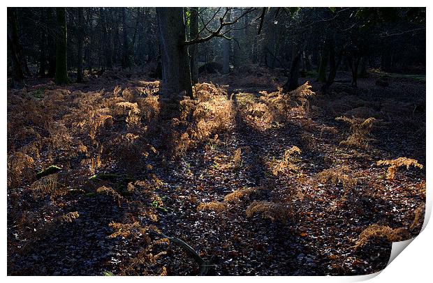  New Forest Autumn Print by Colin Tracy