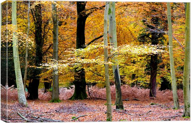  New Forest Autumn 2 Canvas Print by Colin Tracy