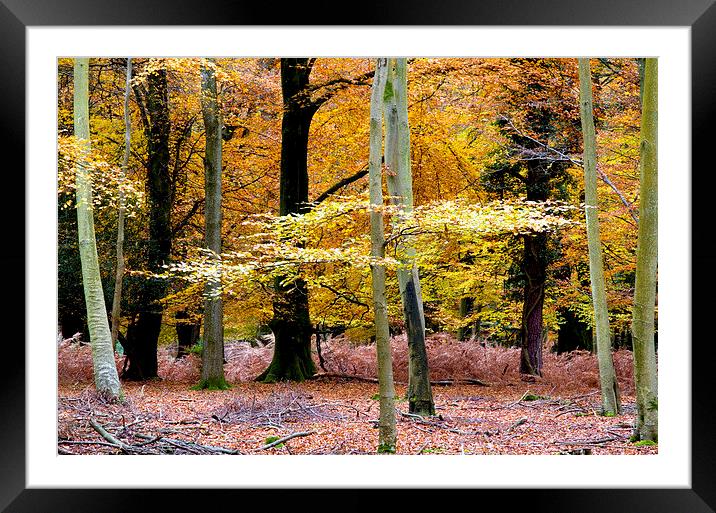  New Forest Autumn 2 Framed Mounted Print by Colin Tracy