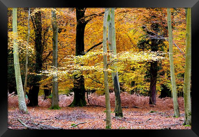  New Forest Autumn 2 Framed Print by Colin Tracy