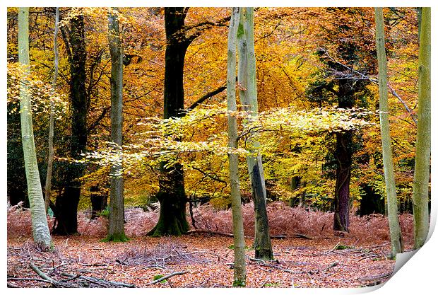  New Forest Autumn 2 Print by Colin Tracy