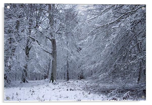  Rhinefield Drive Winter Acrylic by Colin Tracy
