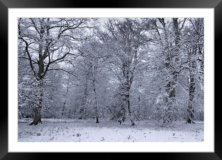  Rhinefield Drive Winter, New Forest Framed Mounted Print by Colin Tracy