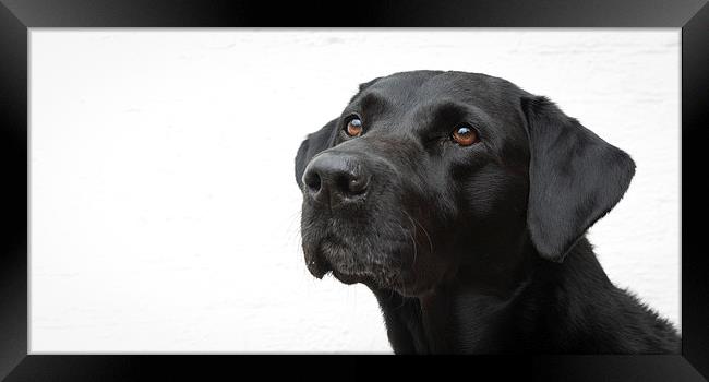 The Harry Dog Framed Print by Simon Wrigglesworth