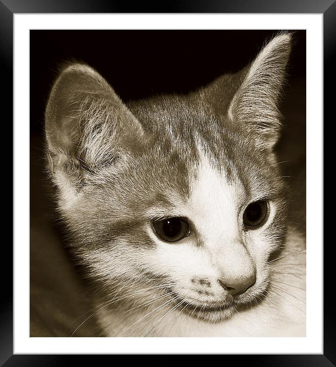  Kitten Duo Tone Framed Mounted Print by james balzano, jr.