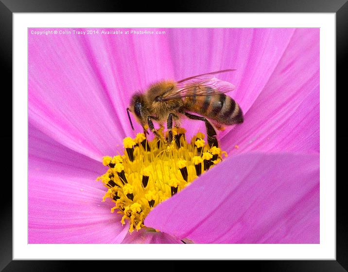 Bee on Cosmos  Framed Mounted Print by Colin Tracy