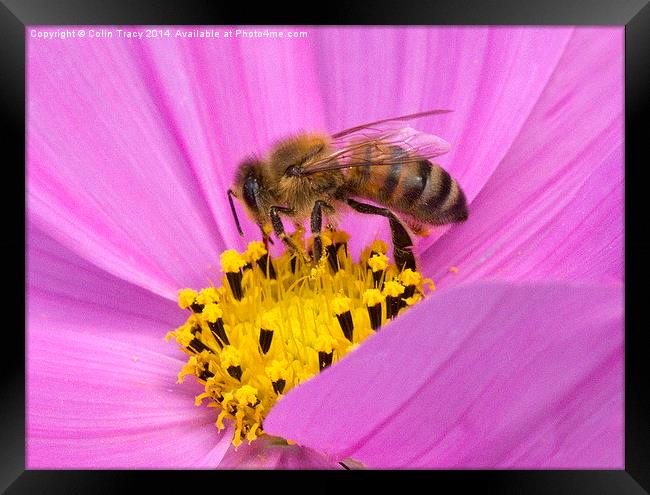 Bee on Cosmos  Framed Print by Colin Tracy