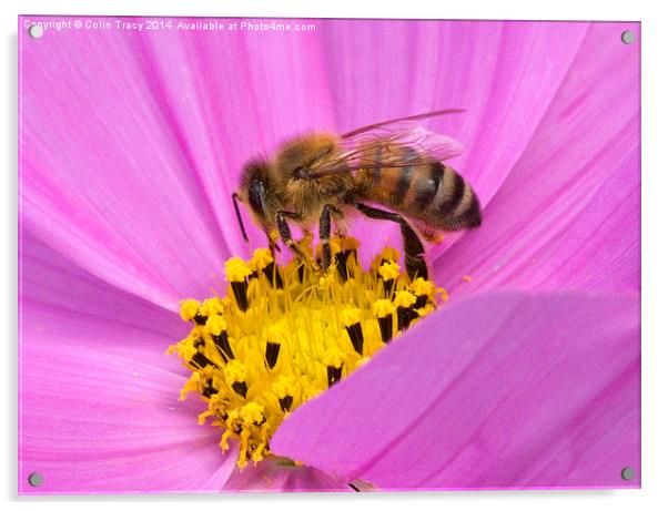 Bee on Cosmos  Acrylic by Colin Tracy