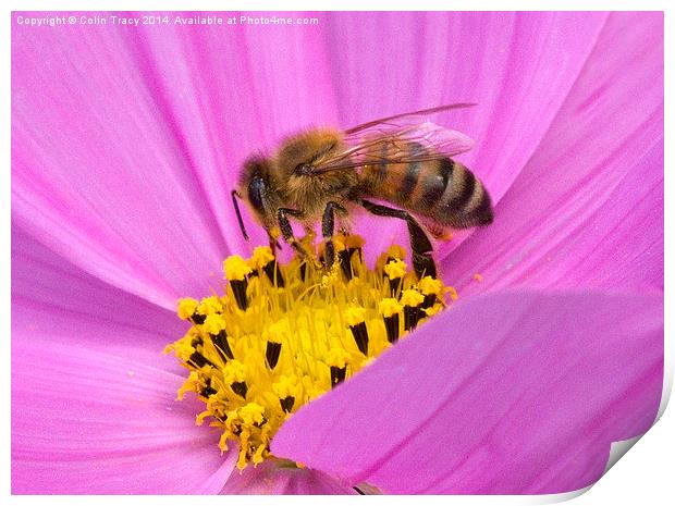 Bee on Cosmos  Print by Colin Tracy
