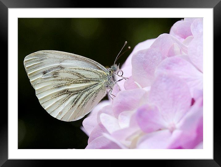  Green veined white on Hydrangea Framed Mounted Print by Colin Tracy
