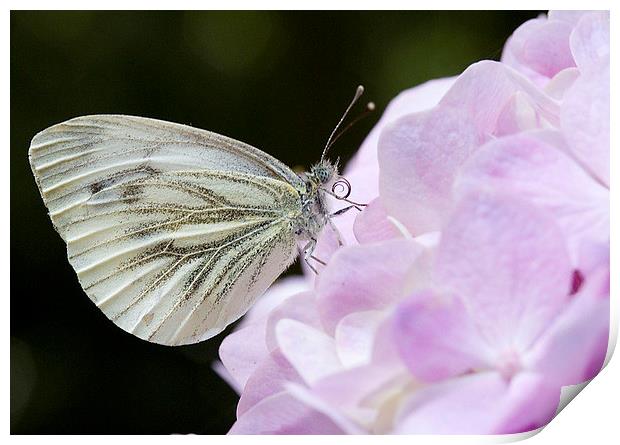  Green veined white on Hydrangea Print by Colin Tracy