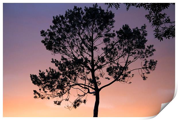  Sunset Holly Silhouette Print by Colin Tracy
