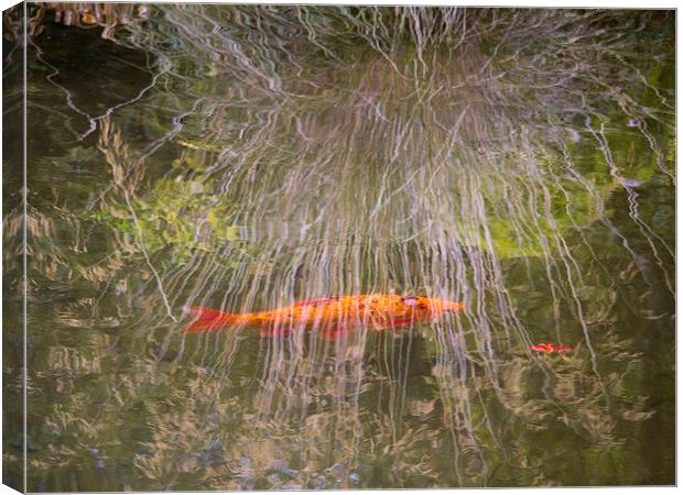 Goldfish and Reflections Canvas Print by Colin Tracy