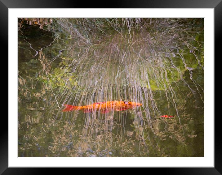  Goldfish and Reflections Framed Mounted Print by Colin Tracy
