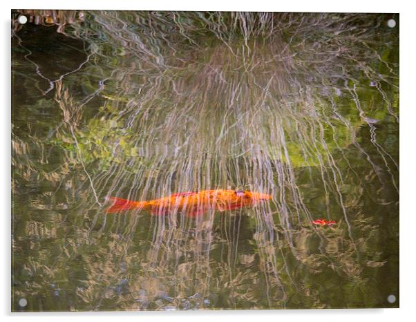  Goldfish and Reflections Acrylic by Colin Tracy