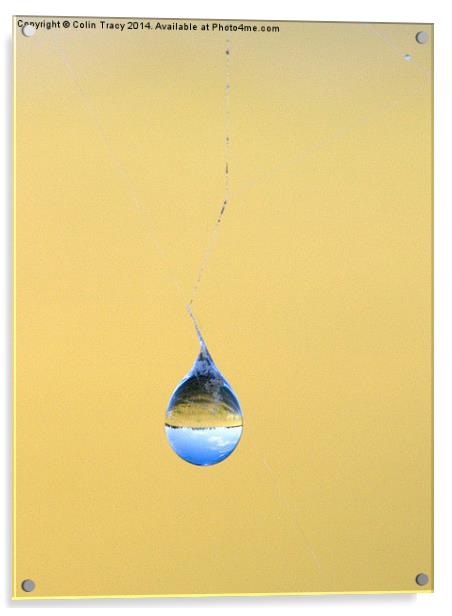 Water drop on Spider's Web Acrylic by Colin Tracy