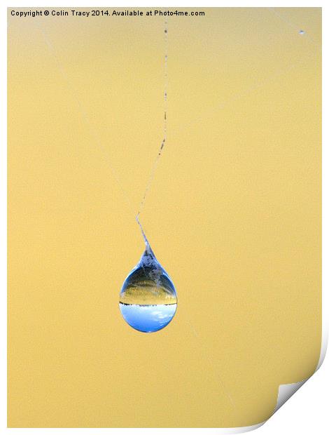 Water drop on Spider's Web Print by Colin Tracy