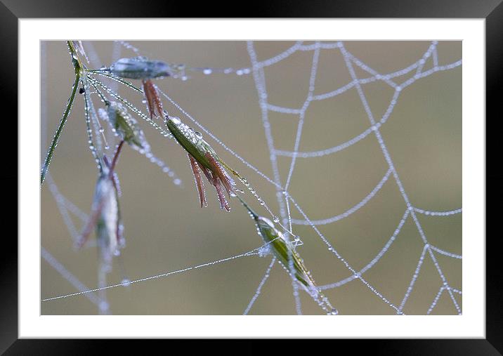 Dew Covered Spider's Web Framed Mounted Print by Colin Tracy