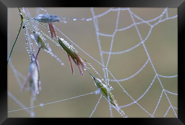 Dew Covered Spider's Web Framed Print by Colin Tracy