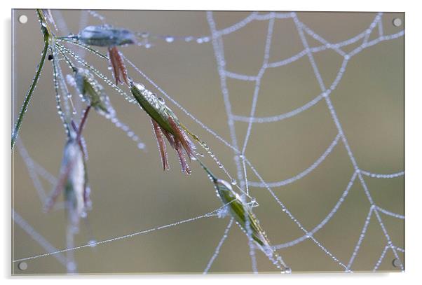 Dew Covered Spider's Web Acrylic by Colin Tracy