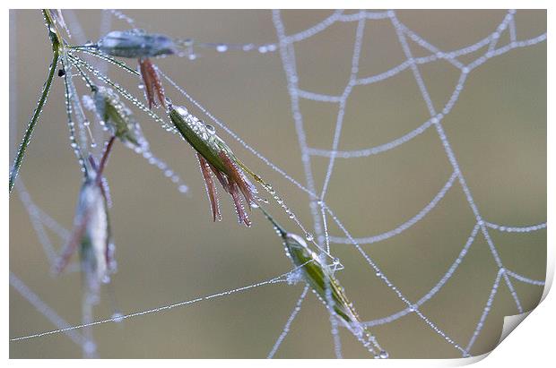 Dew Covered Spider's Web Print by Colin Tracy