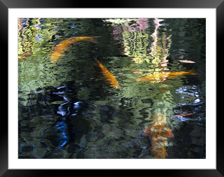 Goldfish and Reflections 2  Framed Mounted Print by Colin Tracy