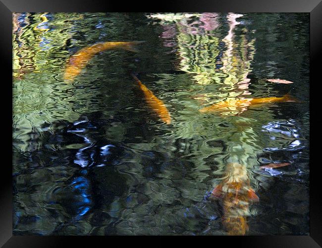 Goldfish and Reflections 2  Framed Print by Colin Tracy