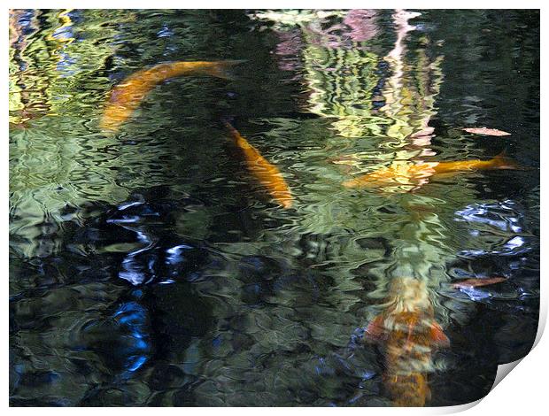 Goldfish and Reflections 2  Print by Colin Tracy