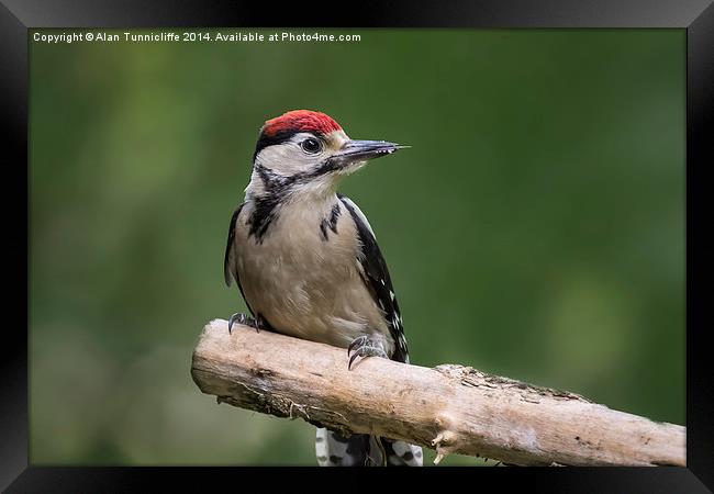  Woodpecker Framed Print by Alan Tunnicliffe