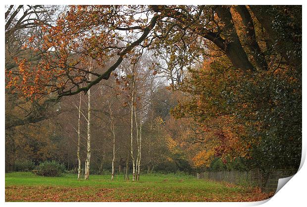  Silvery autumn colours perfectly framed by an oak Print by James Tully