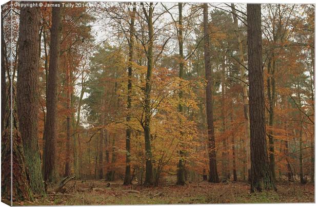 The splendor of a beech wood at Autumn   Canvas Print by James Tully