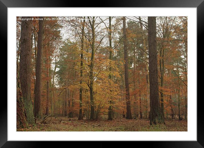 The splendor of a beech wood at Autumn   Framed Mounted Print by James Tully