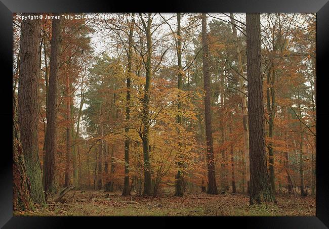 The splendor of a beech wood at Autumn   Framed Print by James Tully