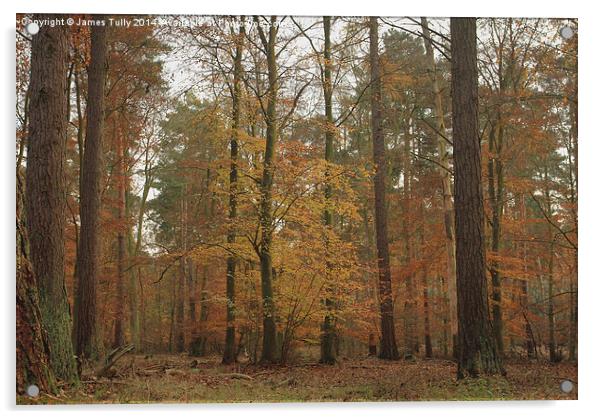 The splendor of a beech wood at Autumn   Acrylic by James Tully