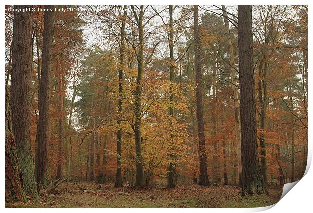 The splendor of a beech wood at Autumn   Print by James Tully