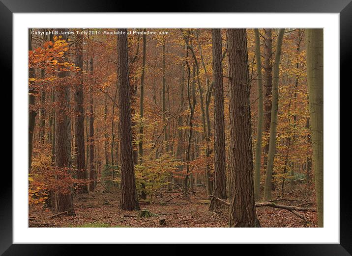 Autumn yellows of native beech and pine woodland. Framed Mounted Print by James Tully