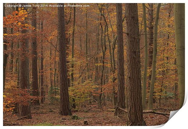 Autumn yellows of native beech and pine woodland. Print by James Tully