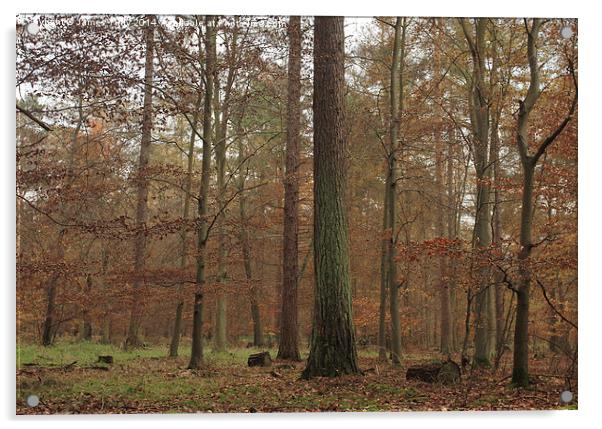 Misty autumn forest hues Acrylic by James Tully