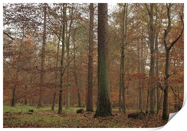 Misty autumn forest hues Print by James Tully