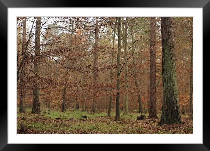  A misty autumn woodland Framed Mounted Print by James Tully