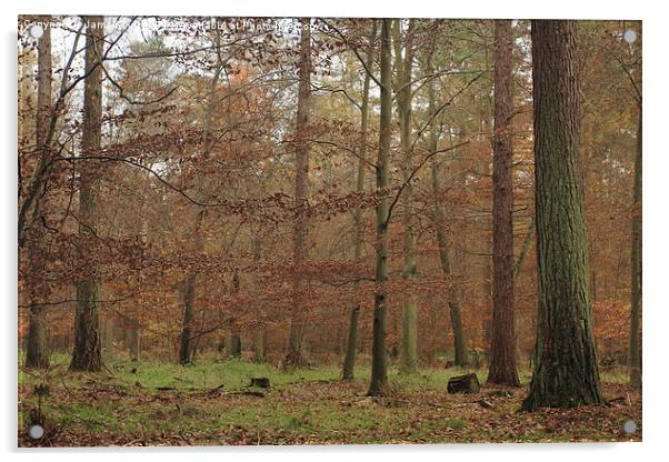  A misty autumn woodland Acrylic by James Tully