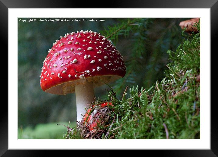  Red Delight Framed Mounted Print by John Malley