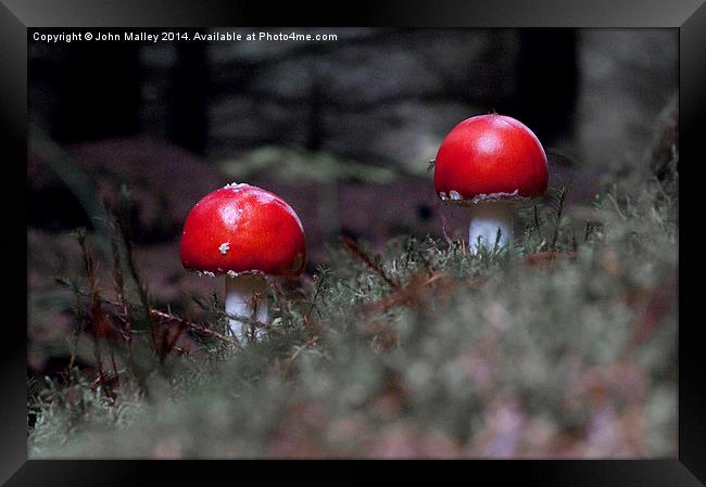  Fly Agaric Twosome Framed Print by John Malley