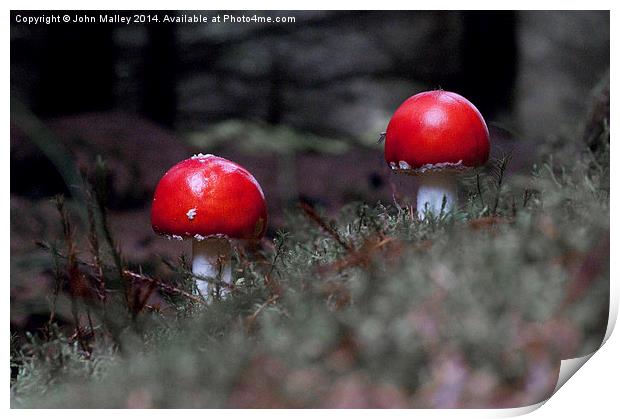 Fly Agaric Twosome Print by John Malley