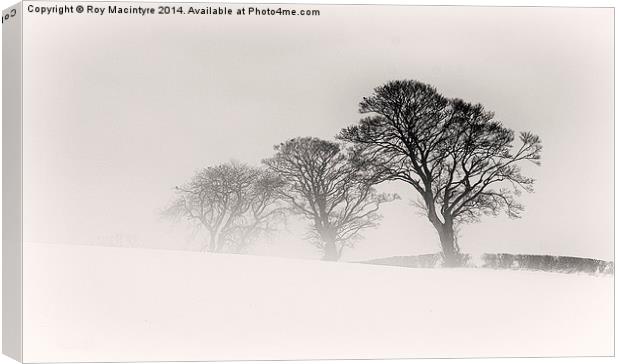  Winter Trees Canvas Print by Roy Macintyre