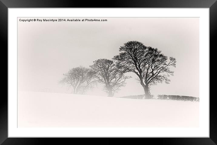  Winter Trees Framed Mounted Print by Roy Macintyre