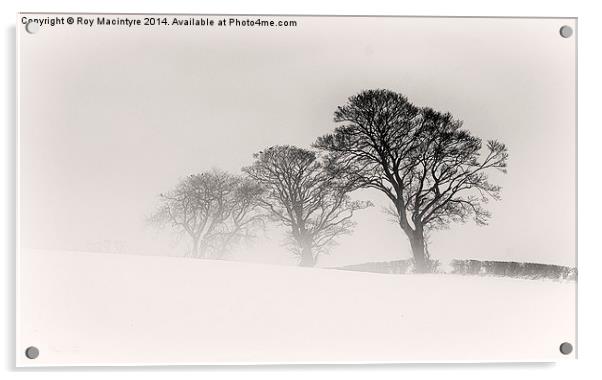  Winter Trees Acrylic by Roy Macintyre